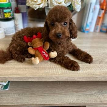 Francuske Toy i patuljaste pudle, prelepe bebe