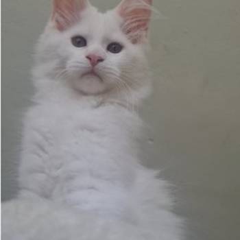 Maine Coon mačići