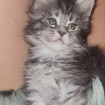 Maine Coon mačići