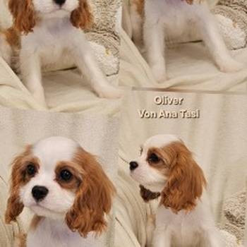 Vrhunski Cavalier King Charls Spaniel oba pola