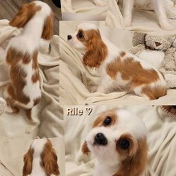 Vrhunski Cavalier King Charls Spaniel oba pola