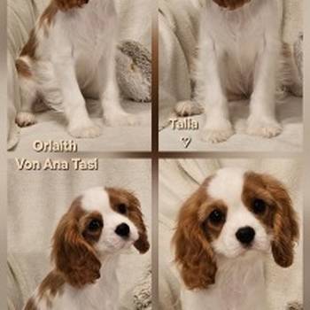 Vrhunski Cavalier King Charls Spaniel oba pola