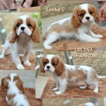 Vrhunski Cavalier King Charls Spaniel oba pola