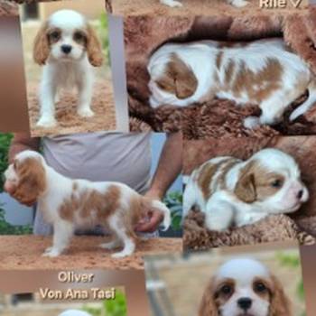 Vrhunski Cavalier King Charls Spaniel oba pola
