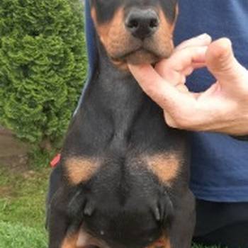 Doberman