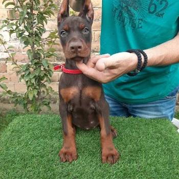 Doberman