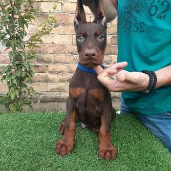 Doberman