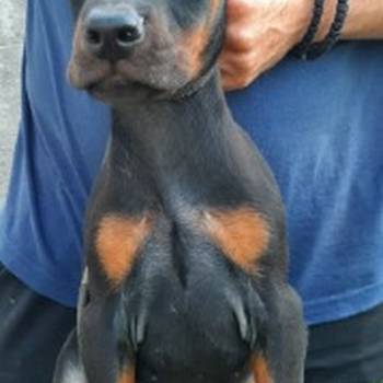 Doberman