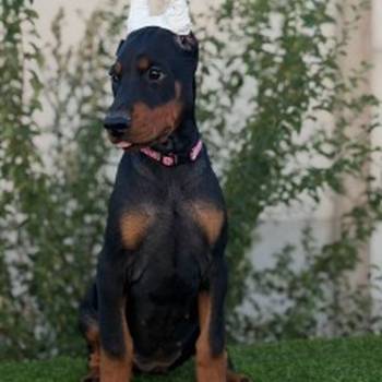 Doberman ženka