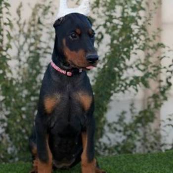 Doberman ženka
