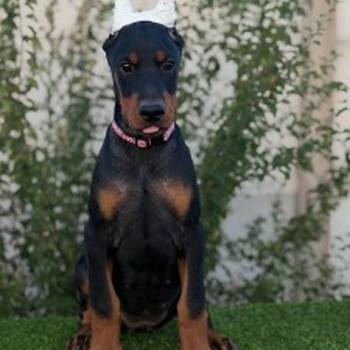 Doberman ženka