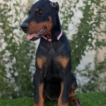 Doberman ženka