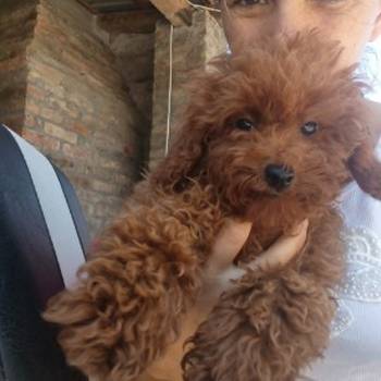 Crvena toy pudla