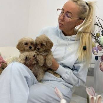 Maltipoo vrhunske genetike