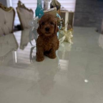 Goldendoodle štenci