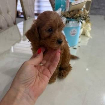 Goldendoodle štenci
