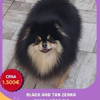 Odgajivačnica Pomeranaca prodaje mlade ženke