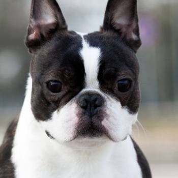 Boston terrier mužjak slobodan za parenje
