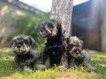 Patuljasti Šnaucer Miniature Schnauzer