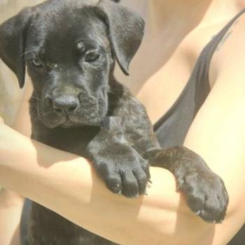 Cane Corso štenci