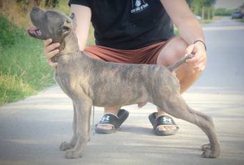 Cane Corso štenci