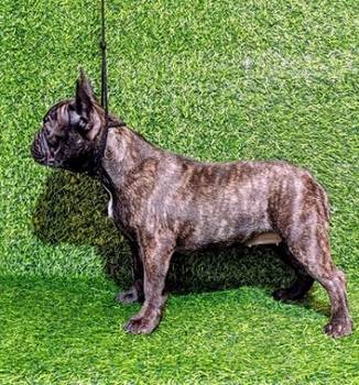 Francuski buldog - žensko štene