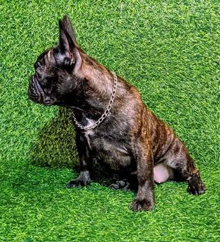 Francuski buldog - žensko štene