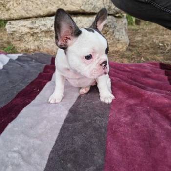 Merle francuski buldog štenci