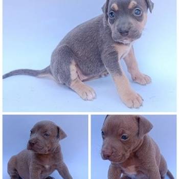 Pit bull štenci