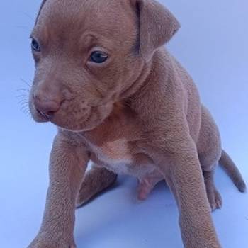 Pit bull štenci