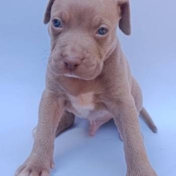 Pit bull štenci