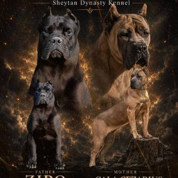 Cane Corso prelepi štenci