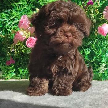Bolonka Zwetna Puppies