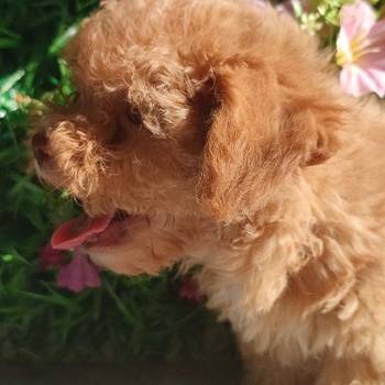 Bolonka Zwetna Puppies