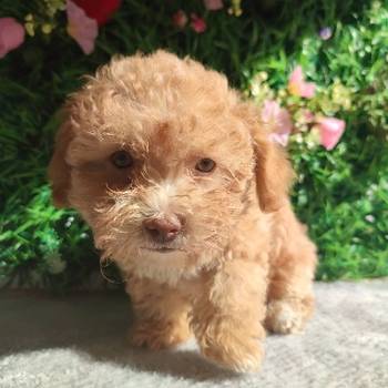 Bolonka Zwetna Puppies