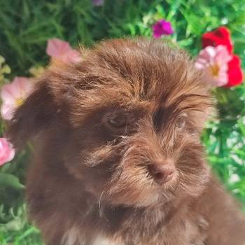Bolonka Zwetna Puppies