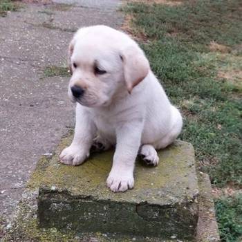 Labrador retriver