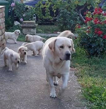 Labrador retriver