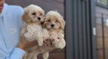Maltipoo vrhunske genetike