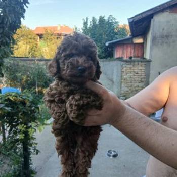 Na prodaju crveni štenci patuljaste pudle