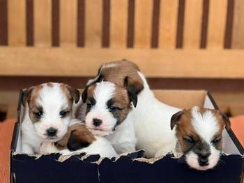 Oštrodlaki Džek Rasel terijer (Jack Russell Terrier) štenci