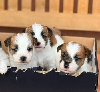 Oštrodlaki Džek Rasel terijer (Jack Russell Terrier) štenci