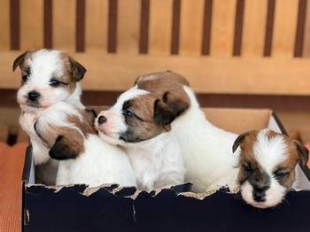 Oštrodlaki Džek Rasel terijer (Jack Russell Terrier) štenci