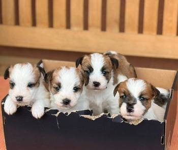 Oštrodlaki Džek Rasel terijer (Jack Russell Terrier) štenci