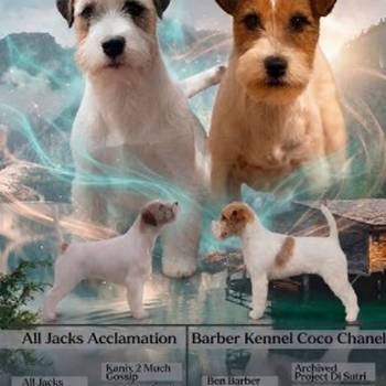 Oštrodlaki Džek Rasel terijer (Jack Russell Terrier) štenci