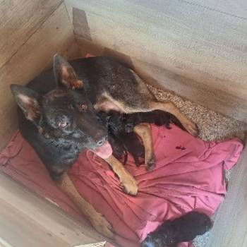 Radni Nemacki ovcari na prodaju