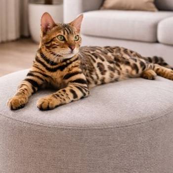 MMaestro_bengal macici