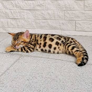 MMaestro_bengal macici