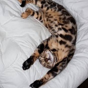 MMaestro_bengal macici