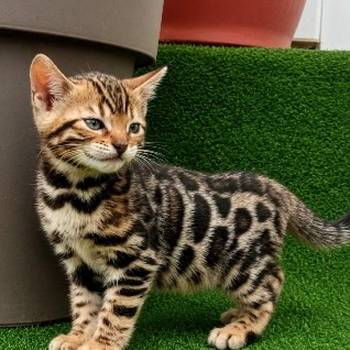MMaestro_bengal macici